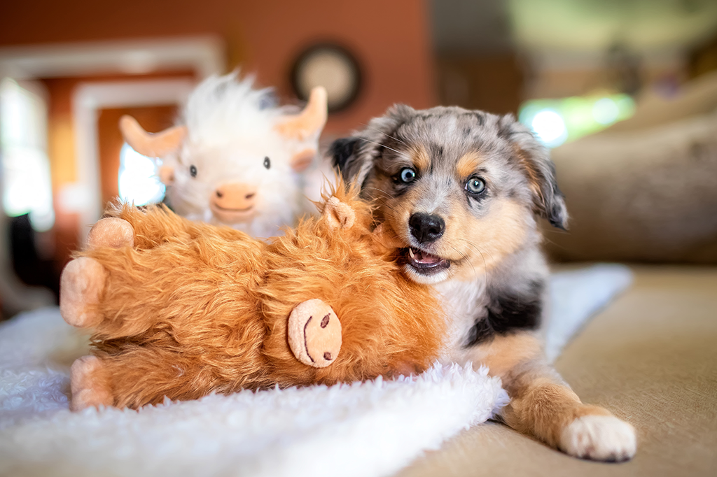 Pet Toys